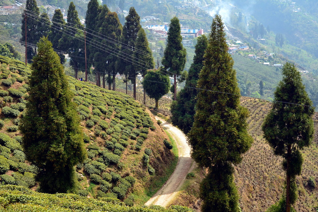 Happy Valley Tea Estate - Image 3