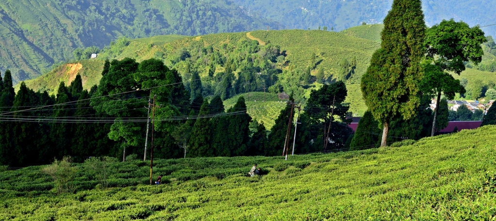 Happy Valley Tea Estate - Image 4
