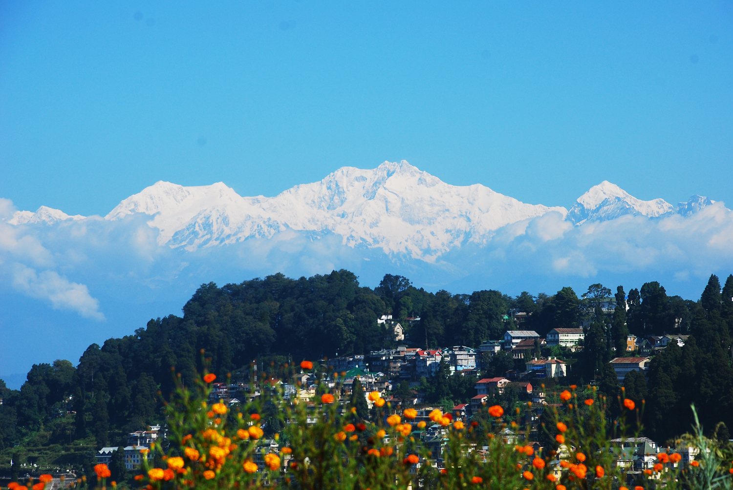 Spring in Darjeeling