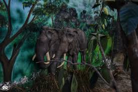 Rajabhatkhawa Forest Museum