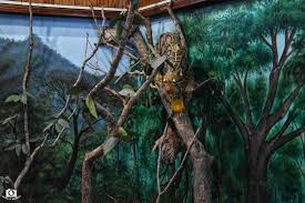 Rajabhatkhawa Forest Museum - Image 2