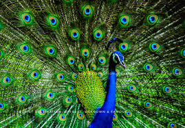 Rasik Beel Wetlands - Image 2