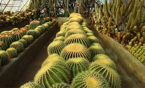 Cactus Nursery