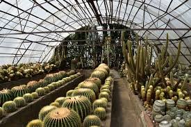 Cactus Nursery - Image 2
