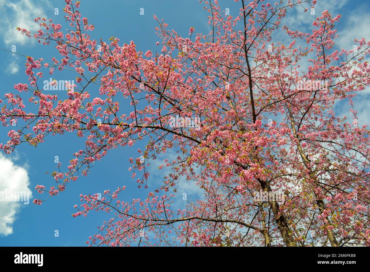 Spring Flower Bloom - Image 2