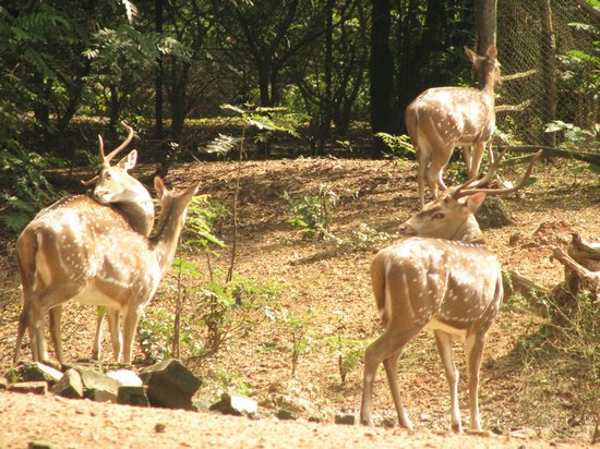 Ballavpur Wildlife Sanctuary - Image 2