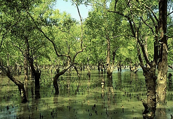 Jambu Dwip - Image 2