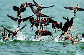 Winter Bird Migration at Sundarbans - Image 2