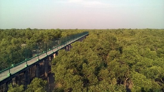 Dobanki Canopy Walk - Image 2