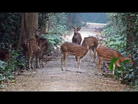 Bethuadahari Deer Park