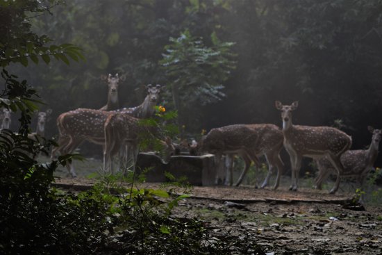 Bethuadahari Deer Park - Image 2
