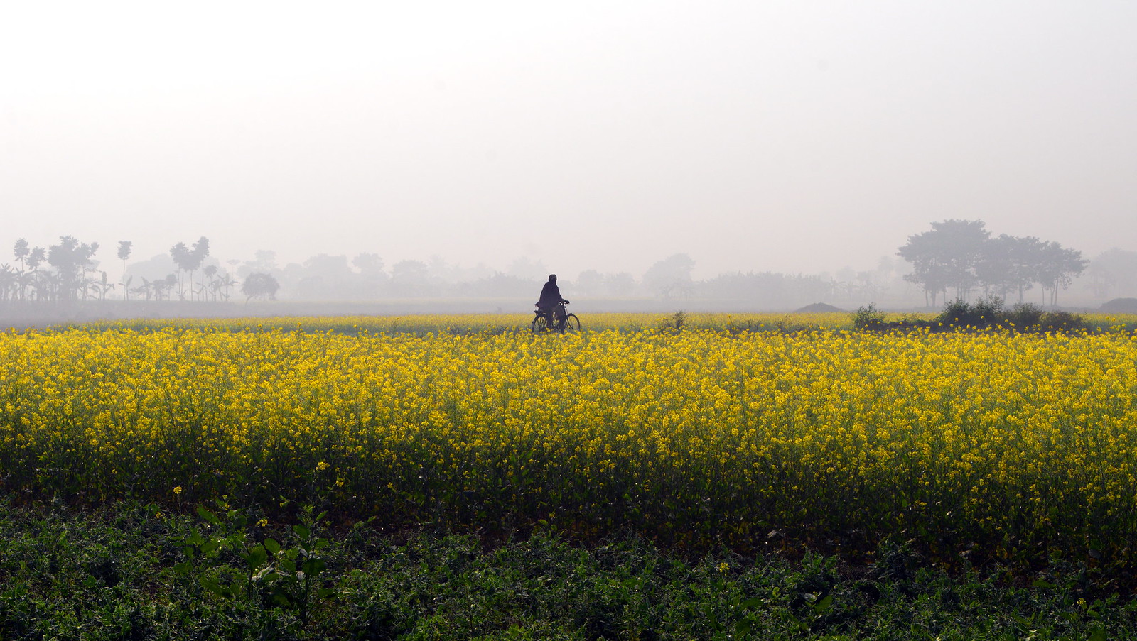 Mustard Fields in Winter