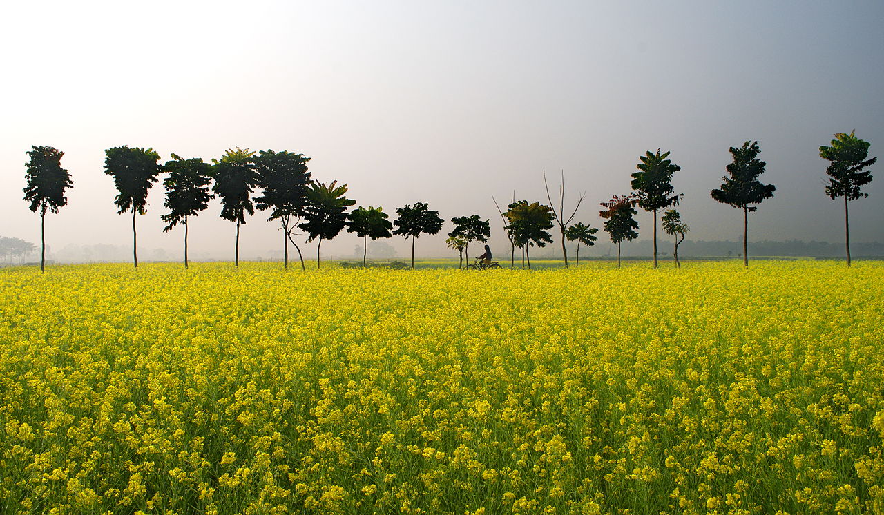 Mustard Fields in Winter - Image 2