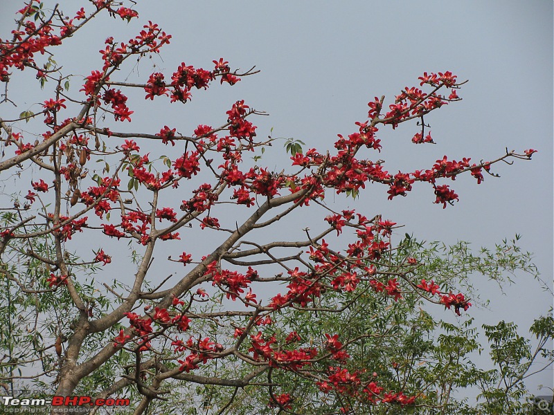 Spring  at Jungle Mahal - Image 2