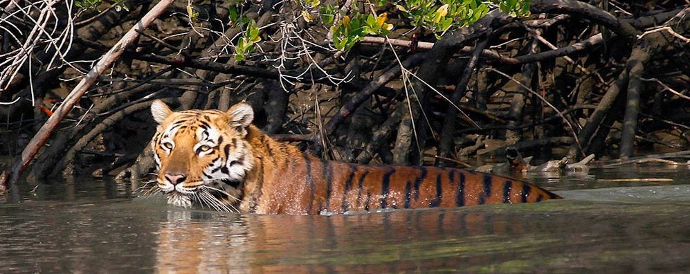 Sundarbans National Park - Image 2