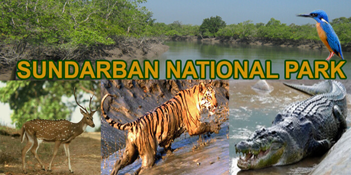 Sundarbans National Park - Image 3